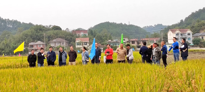 惠多利參與共建的浙江省重點研發(fā)項目生態(tài)緩釋肥料減氮15%水稻畝產(chǎn)增加28%2_副本.jpg